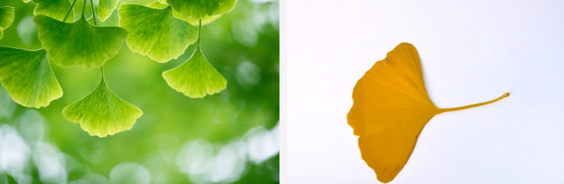 Ginkgo Biloba Extract Powder.png